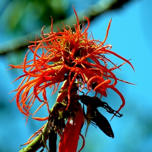Fleur rouge dans le parc de l'Akagera - Rwanda  - collection de photos clin d'oeil, catégorie plantes